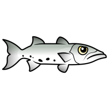 Cute Great Barracuda