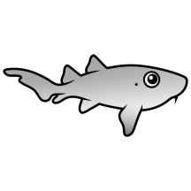 Cute Nurse Shark