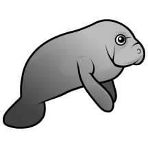 Cute Manatee