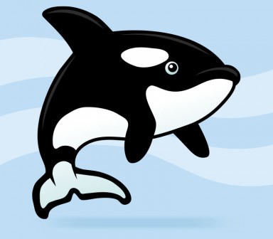 Orca / Killer Whale