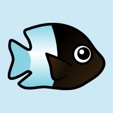 Bicolor Damselfish