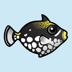 Clown Triggerfish