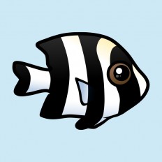 Four Stripe Damselfish