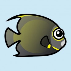 French Angelfish