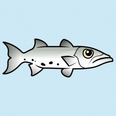 Great Barracuda