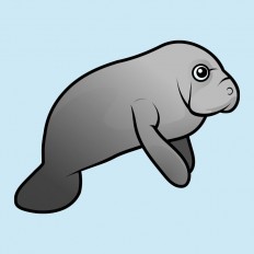 Manatee