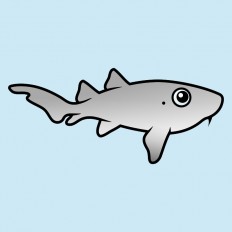 Nurse Shark