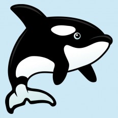 Orca / Killer Whale