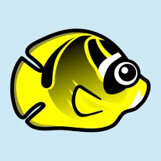 Raccoon Butterflyfish